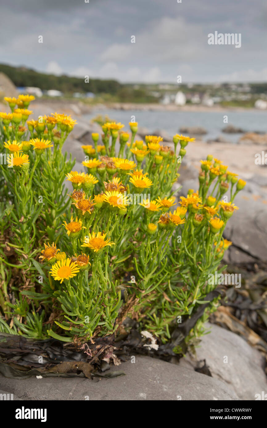 Port Eynon; Gower; Wales; Uk; Golden Samphire; Inula crithmoides Stock Photo