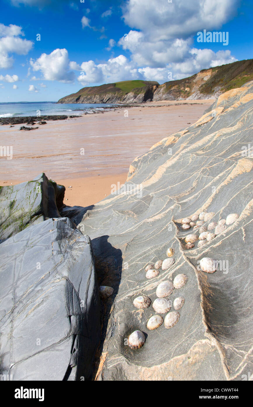 Porthbeor Beach; St Antony; St Just in Roseland; Cornwall; UK; limpets on the rock Stock Photo