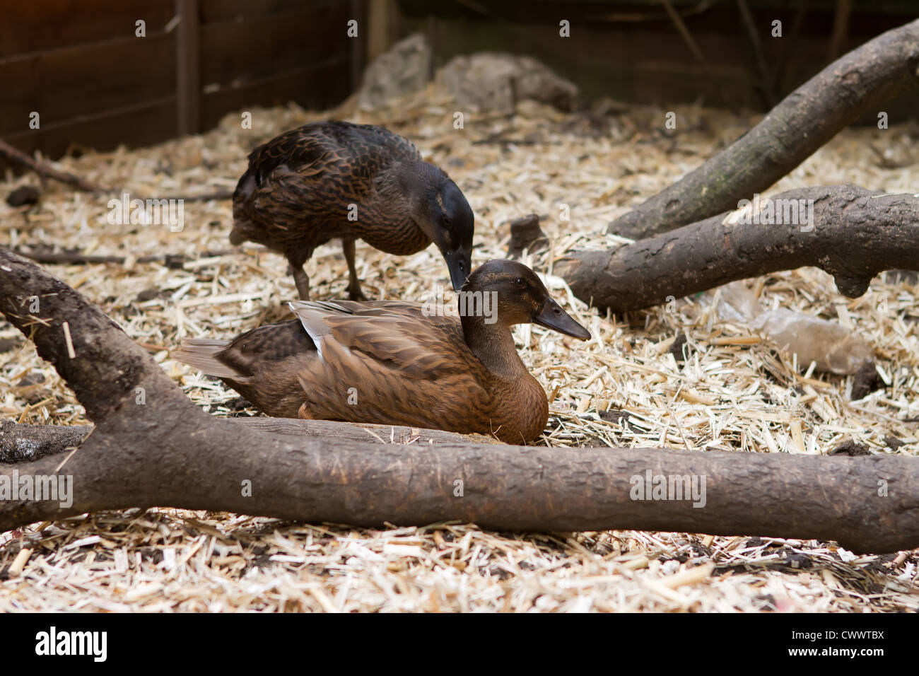A pair of pet Khaki Campbell ducks in the garden, one laying down Stock Photo