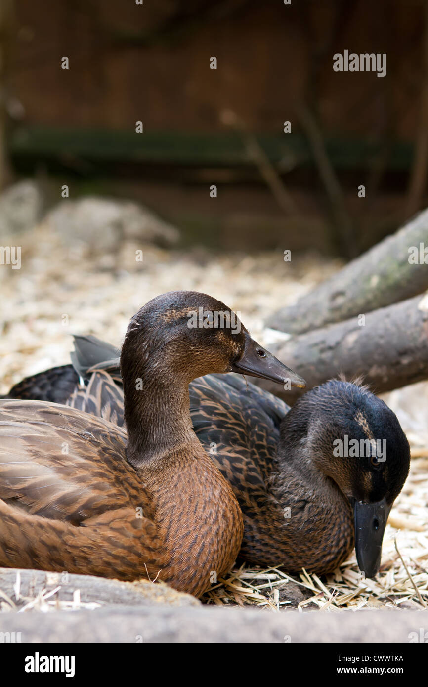 A pair of pet Khaki Campbell ducks in the garden relaxing Stock Photo