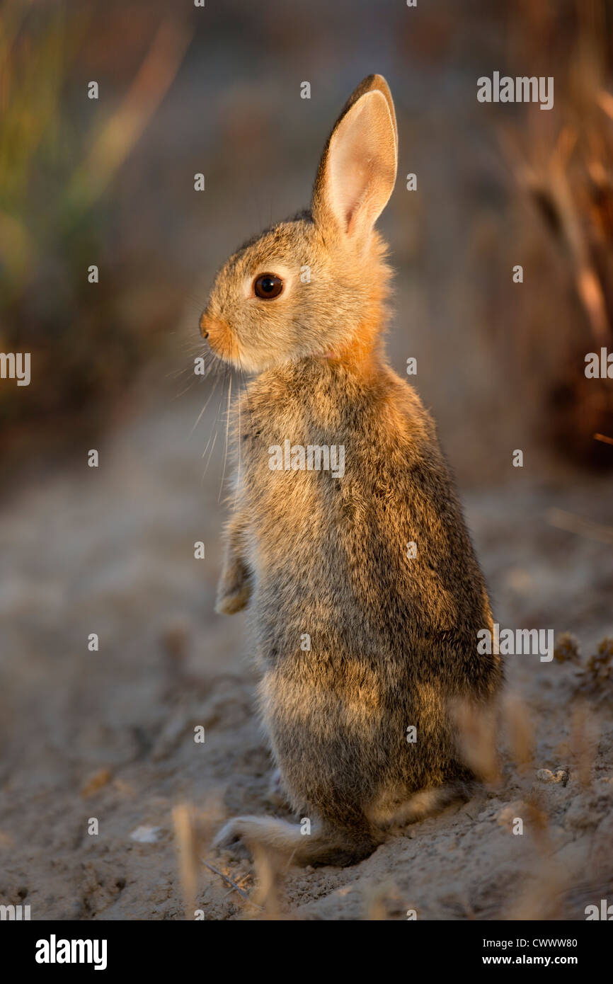 Rabbit creature hi-res stock photography and images - Alamy