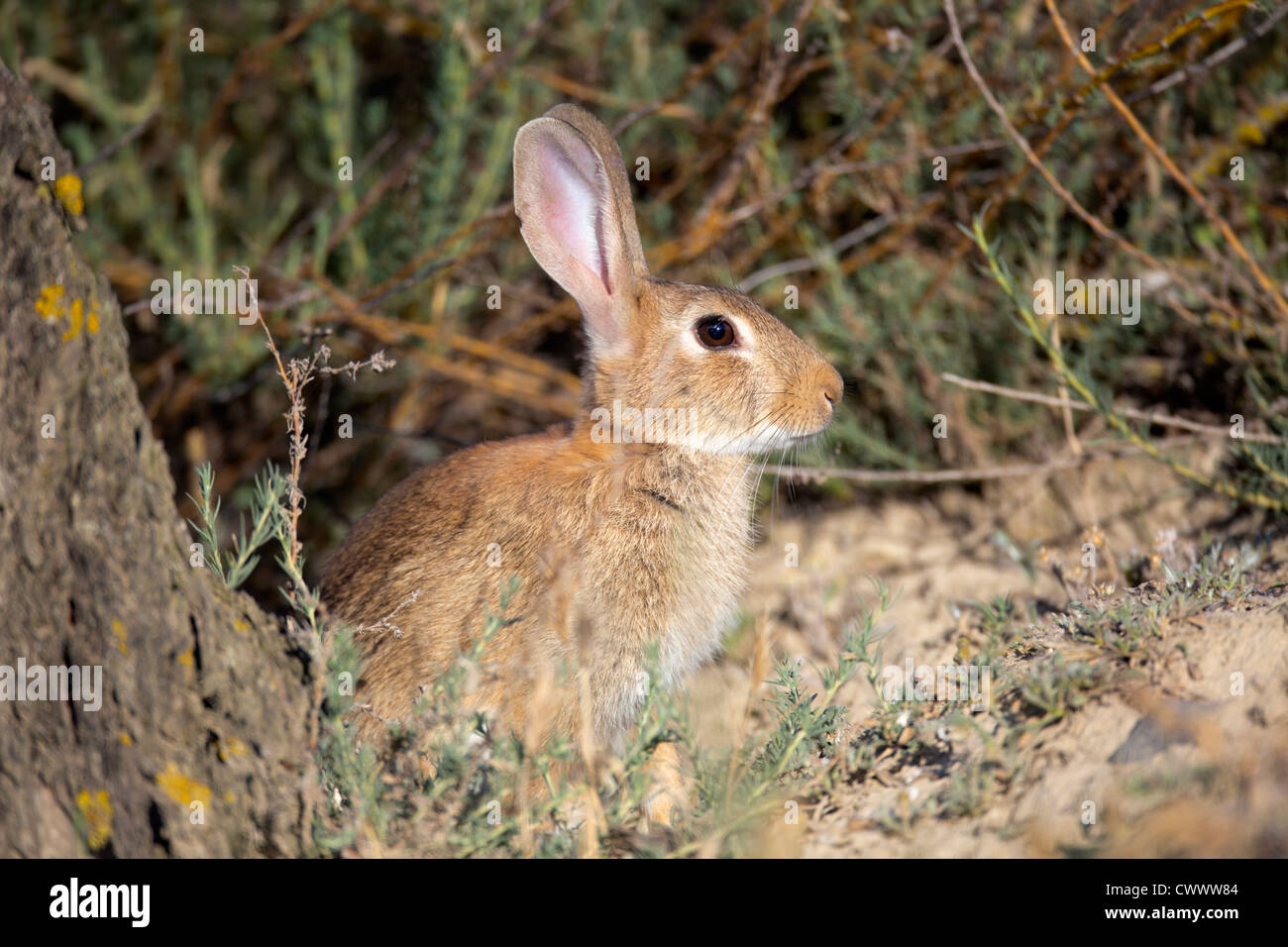 Rabbit creature hi-res stock photography and images - Alamy