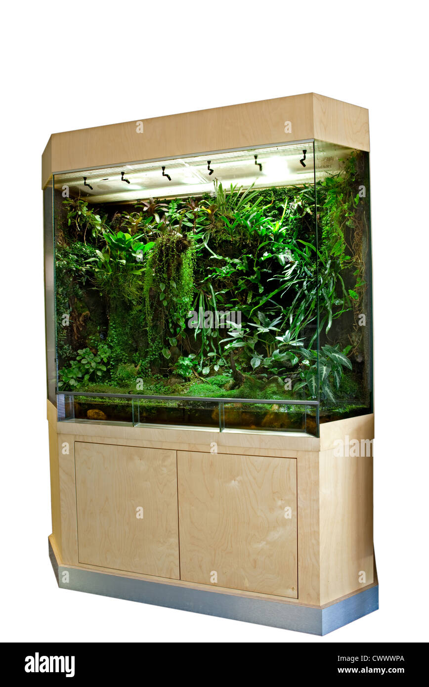 terrarium tropical rain forest vivarium Stock Photo