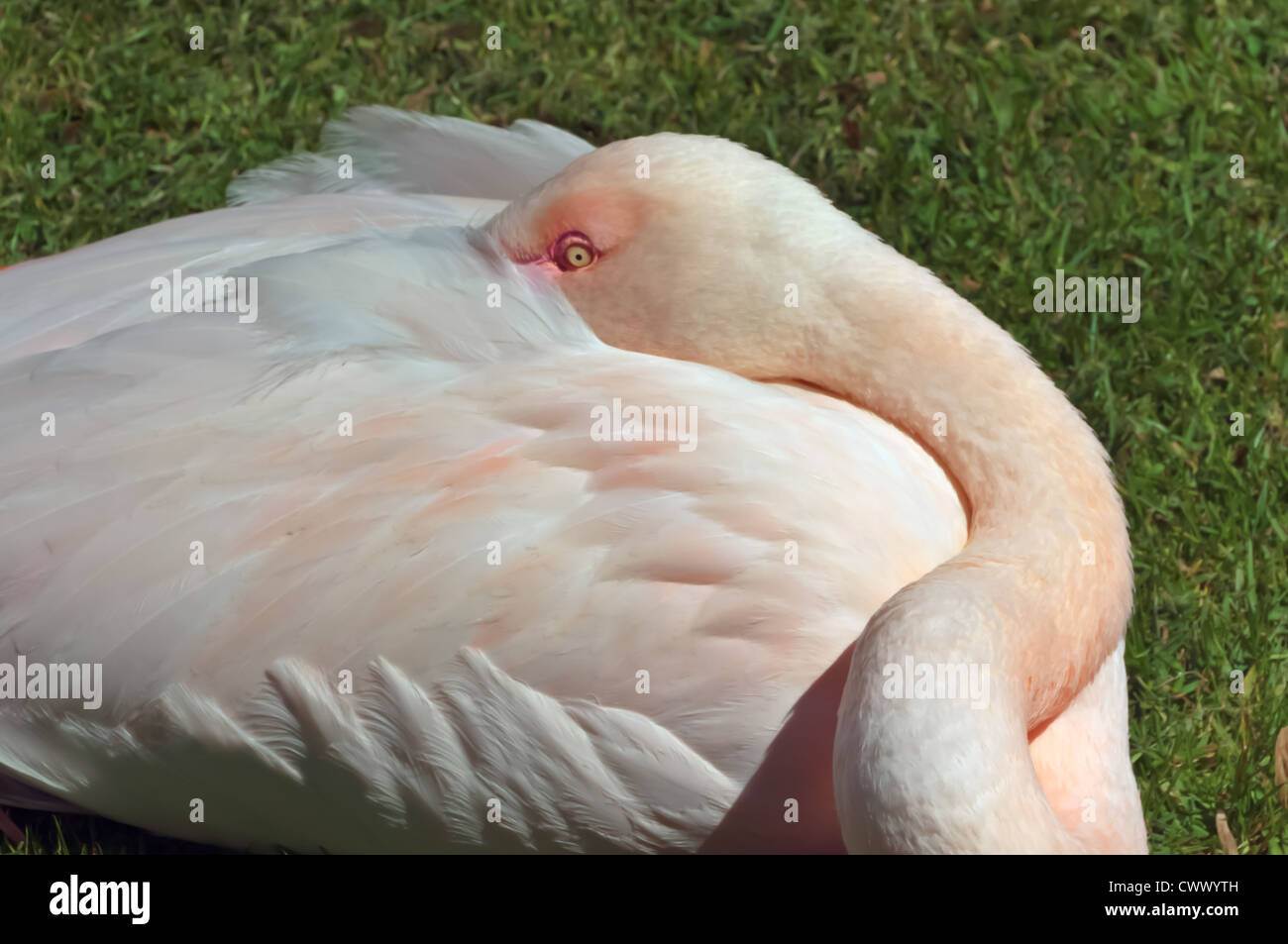Flamingo resting Stock Photo