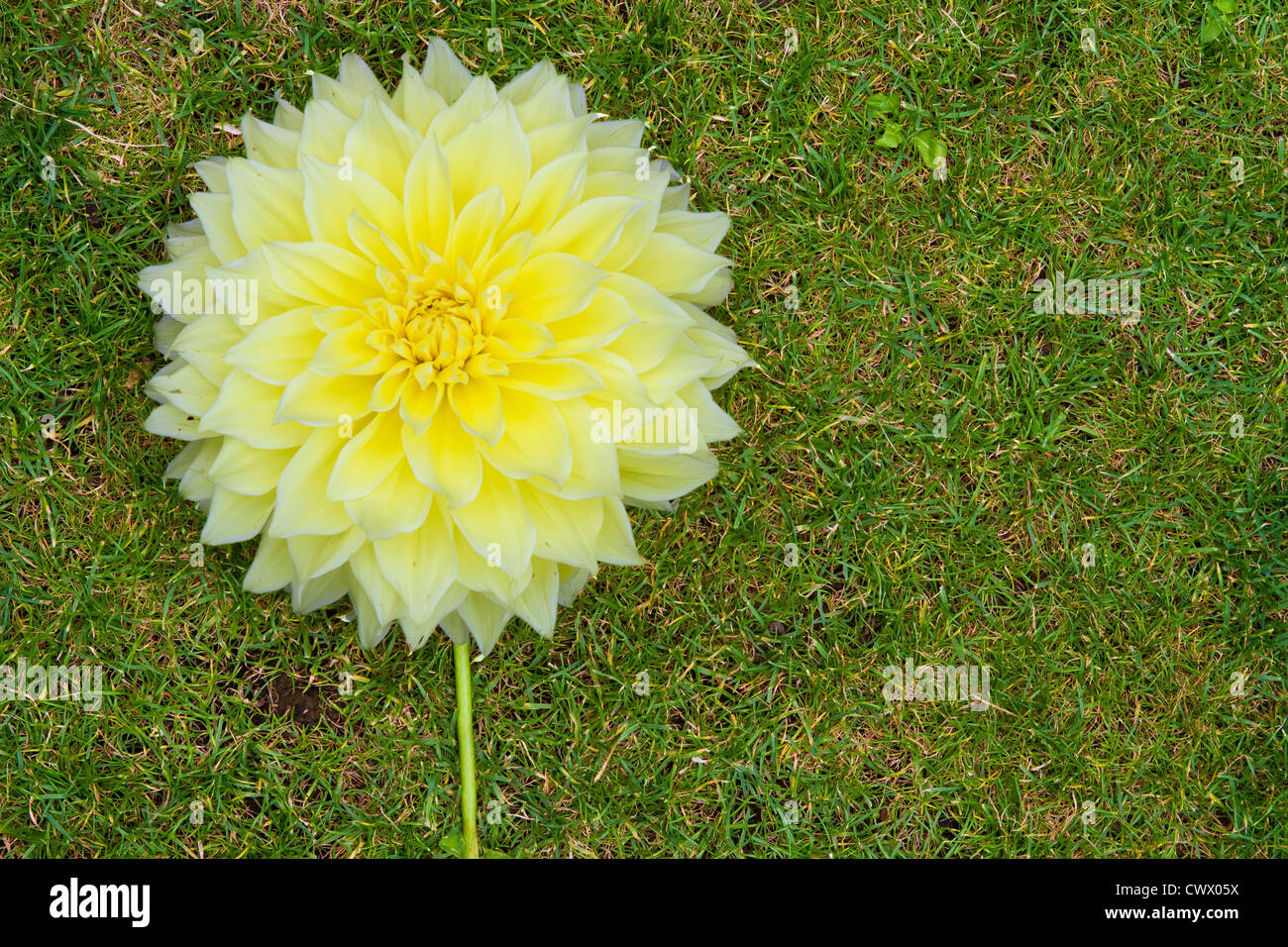 Yellow flower laying on grass Stock Photo