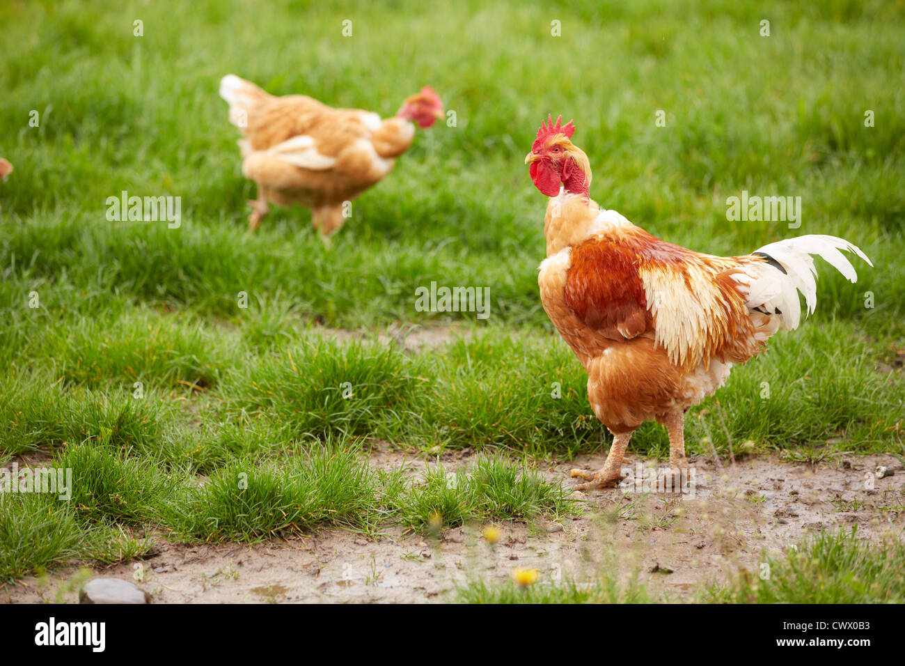 chickens pen field green grass mud two couple Stock Photo Alamy