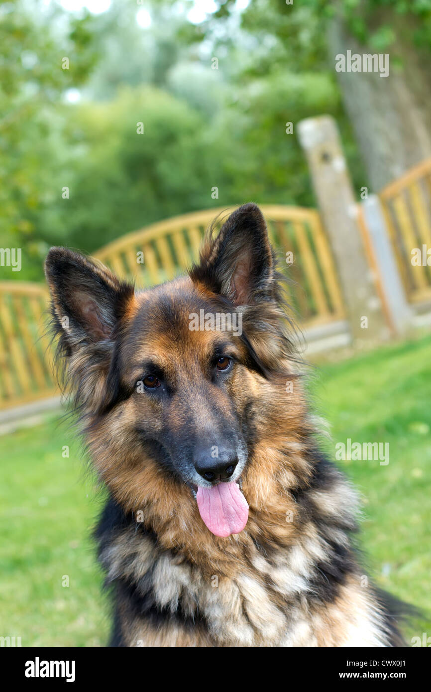 Page 2 German Shepherd In Garden High Resolution Stock Photography And Images Alamy