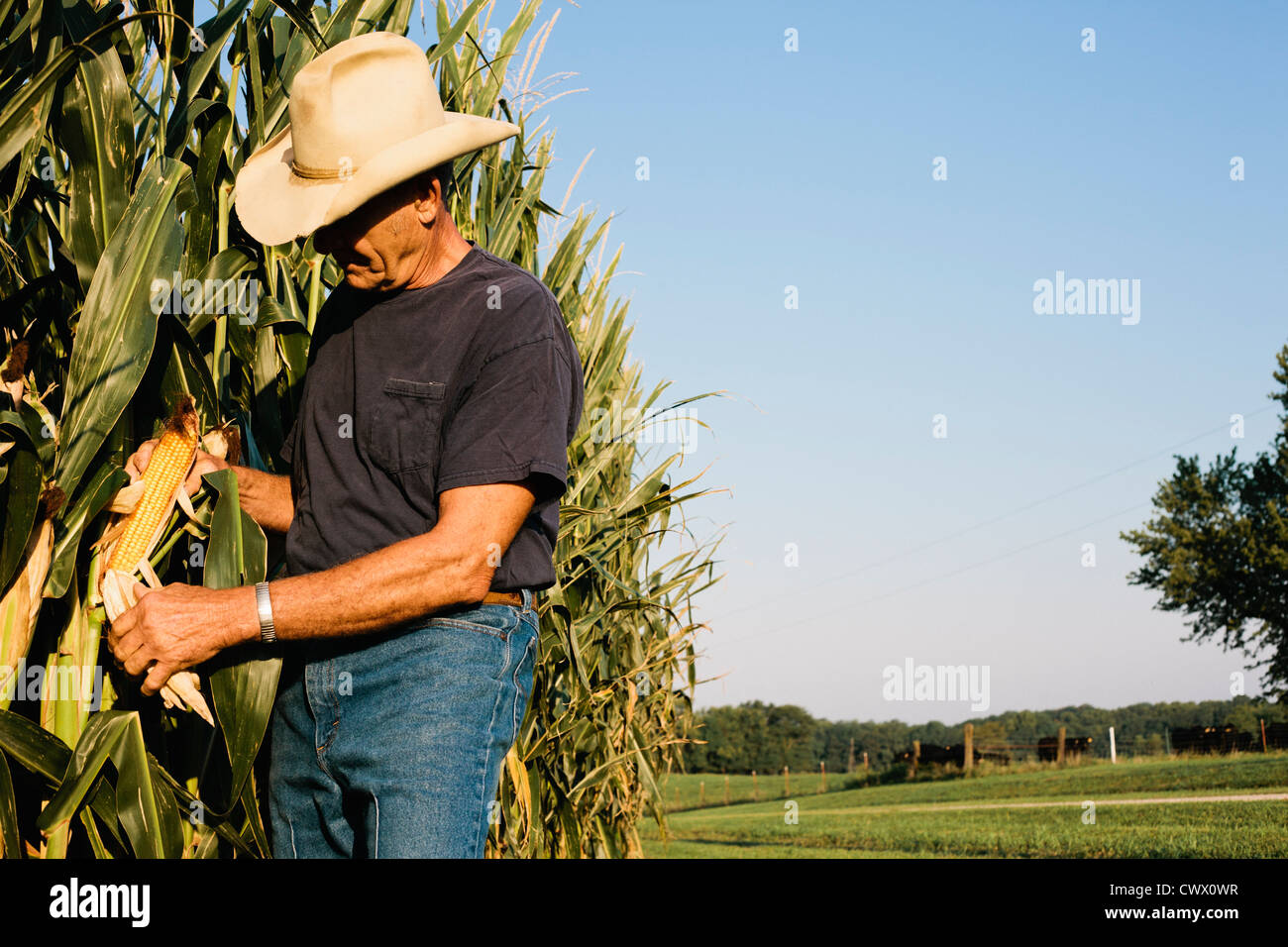 Farmer examining corn crop Stock Photo