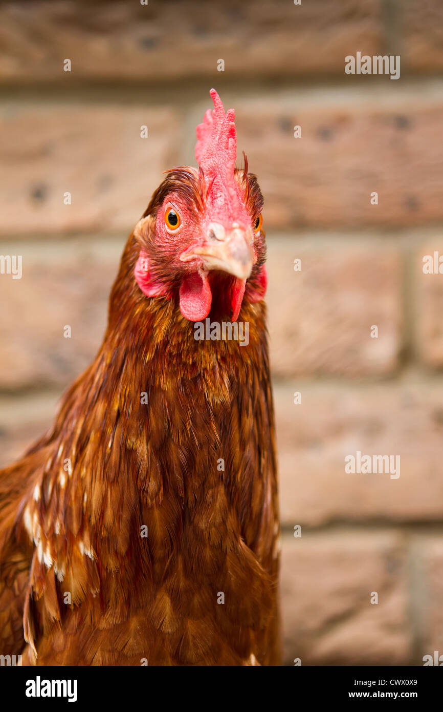 A pet hybrid chicken looking straight ahead Stock Photo