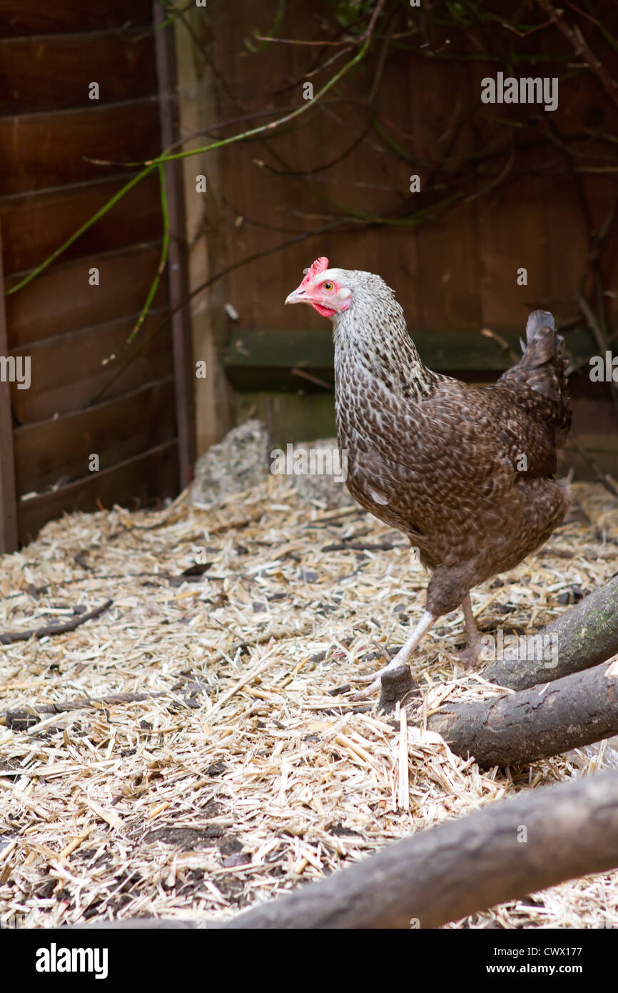 A bluebell pet chicken inside her garden run Stock Photo