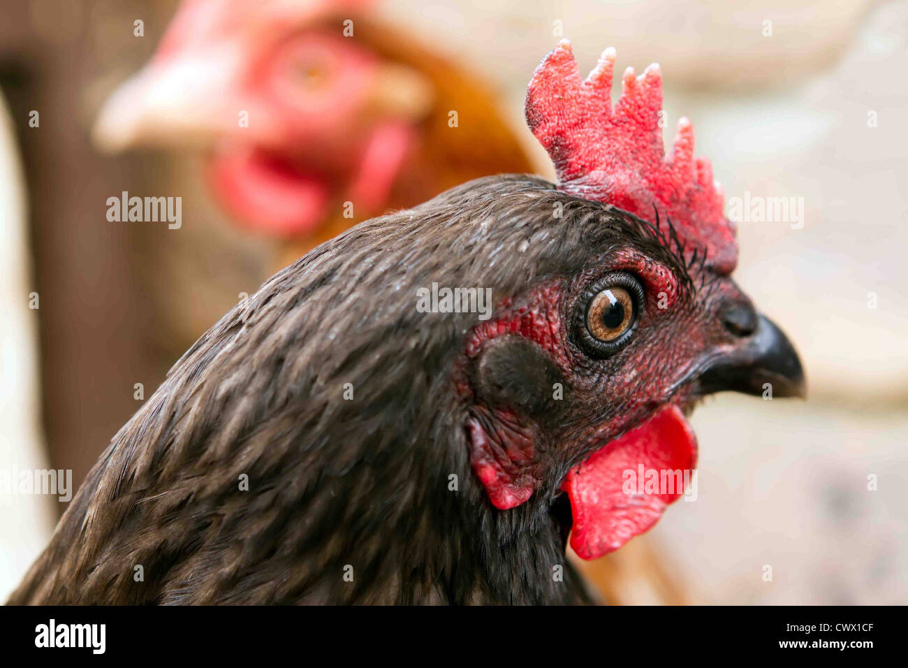 A bluebell pet chicken inside her garden run Stock Photo