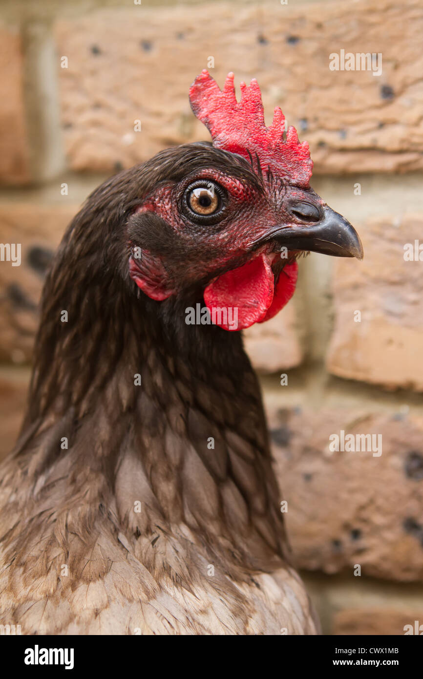 Speckled hen hires stock photography and images Alamy