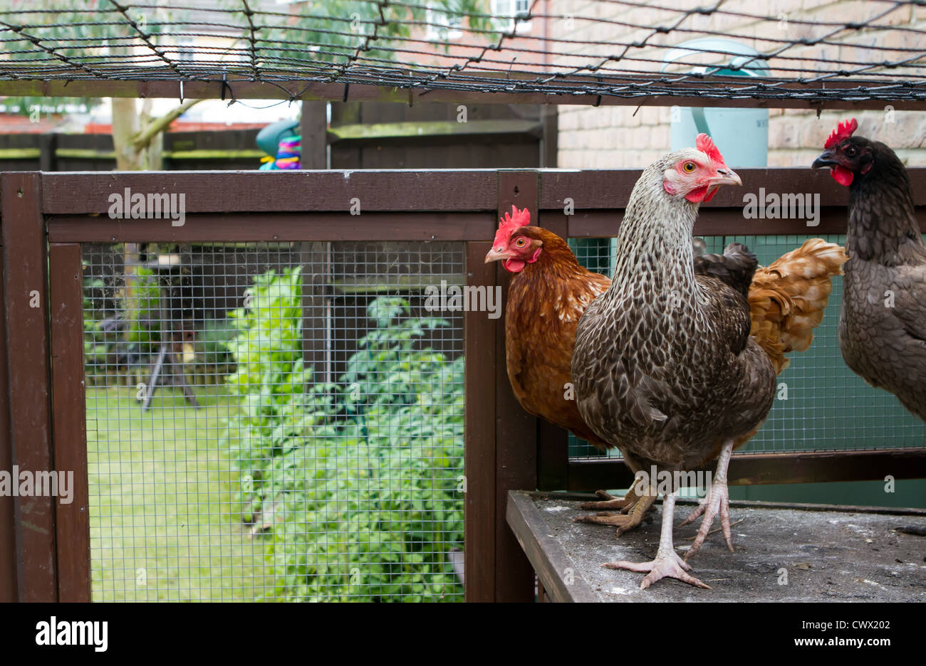 A view from inside the run of some pet chickens in the garden Stock