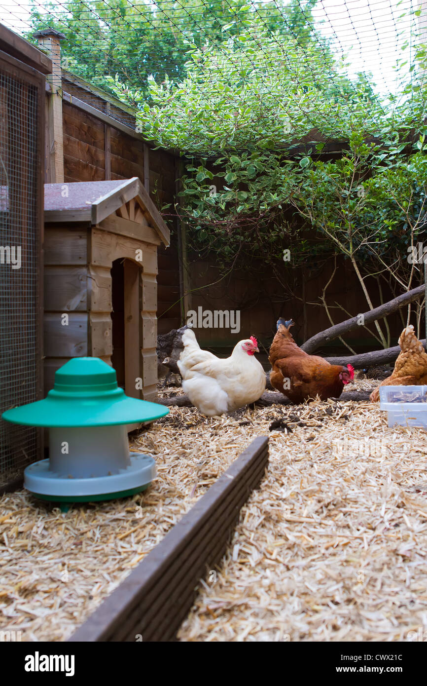 Chicken coop city hires stock photography and images Alamy