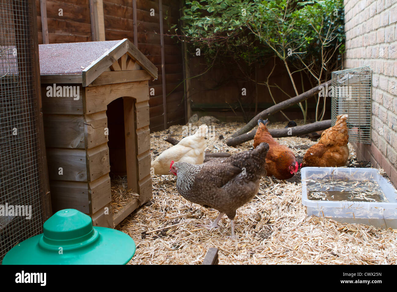 Pet chickens in their run in an english garden next to their coop Stock Photo