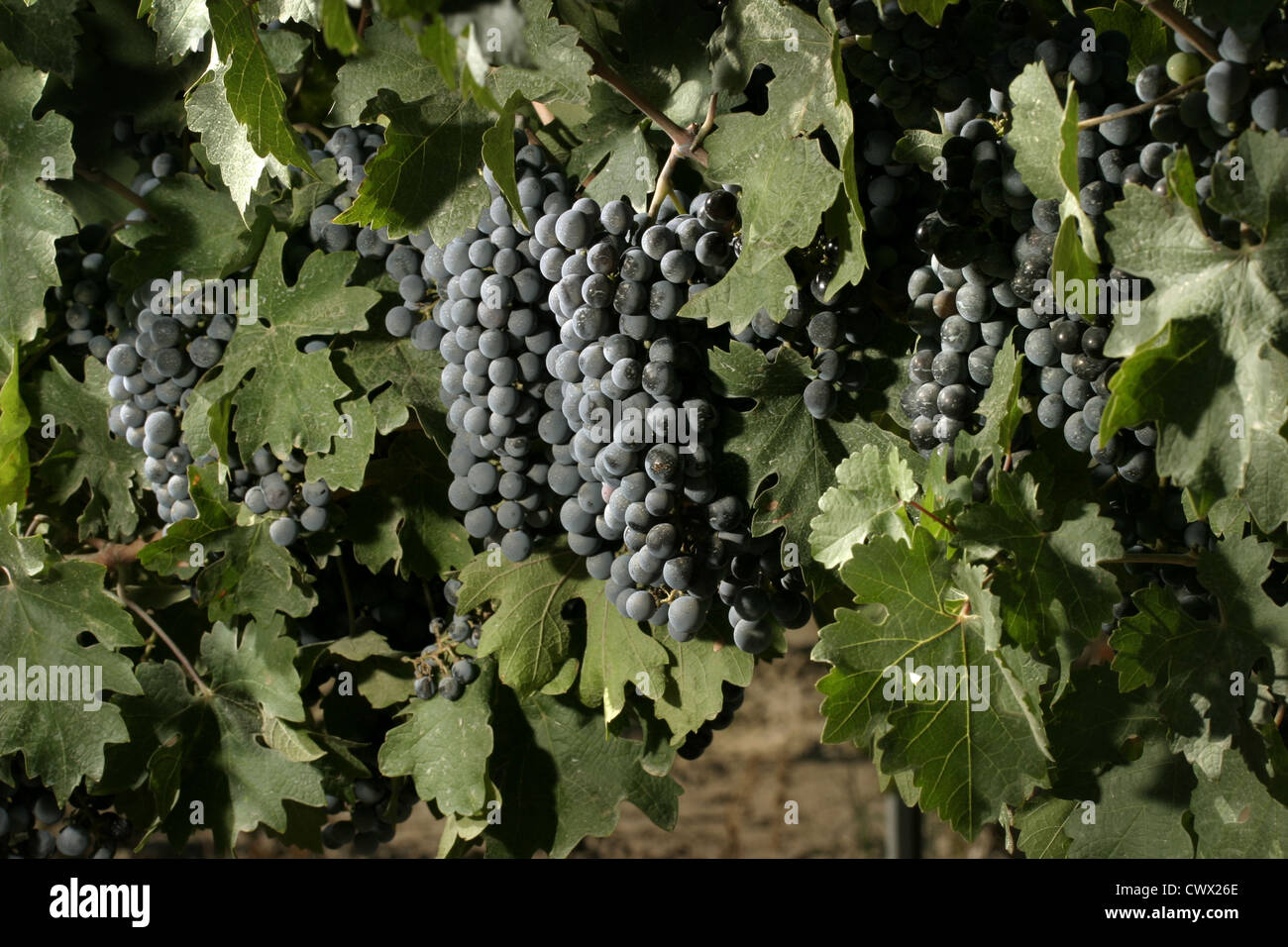 Picture: Steve Race - Ripening Merlot wine grapes in Catalunya, Spain. Stock Photo