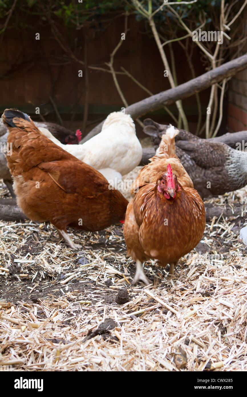 Pet chickens in their run in an english garden next to their coop Stock Photo