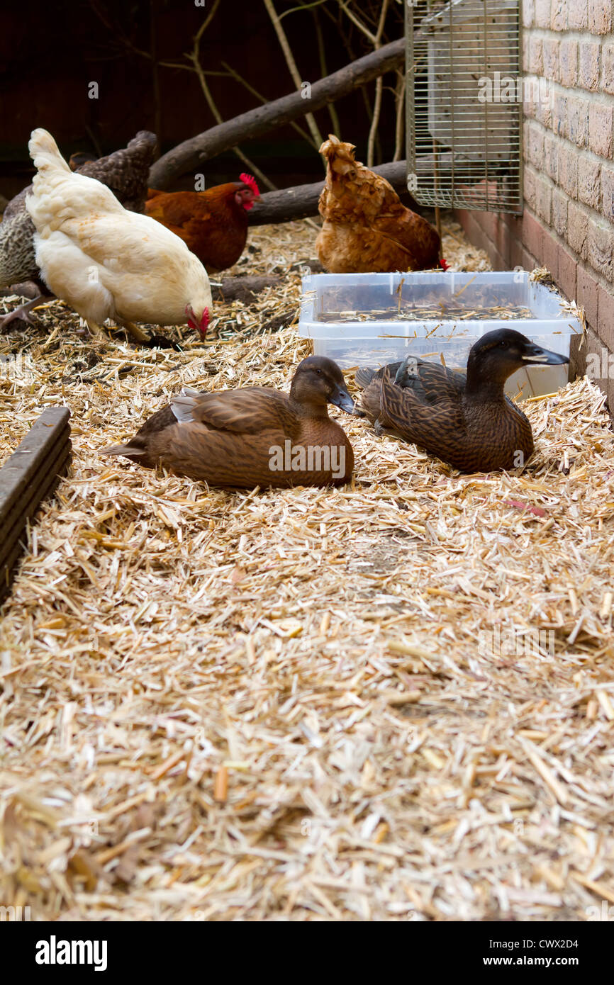 chickens and ducks together in their run in the garden Stock Photo Alamy