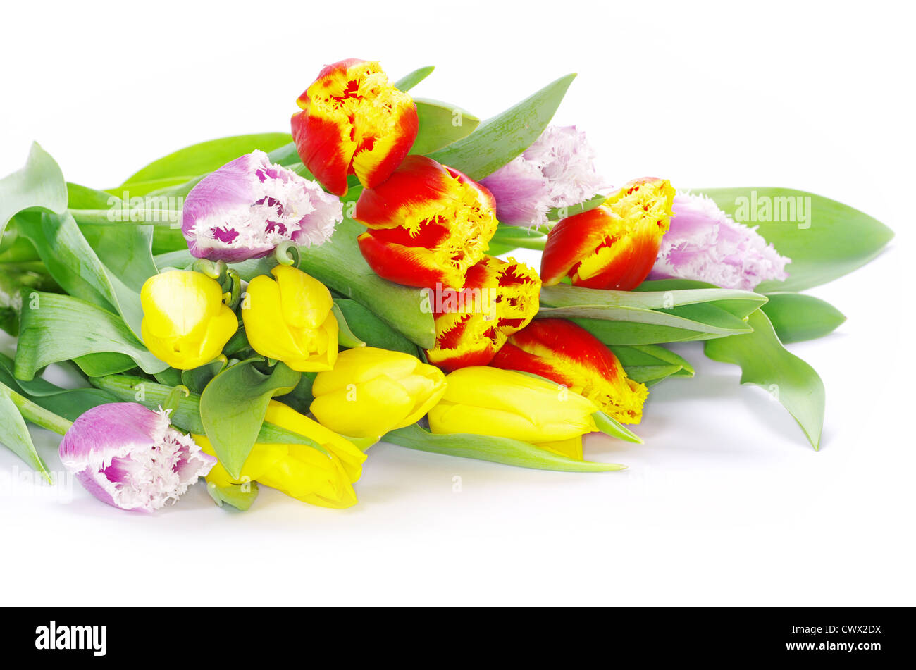 bouquet of the tulips on white background Stock Photo - Alamy