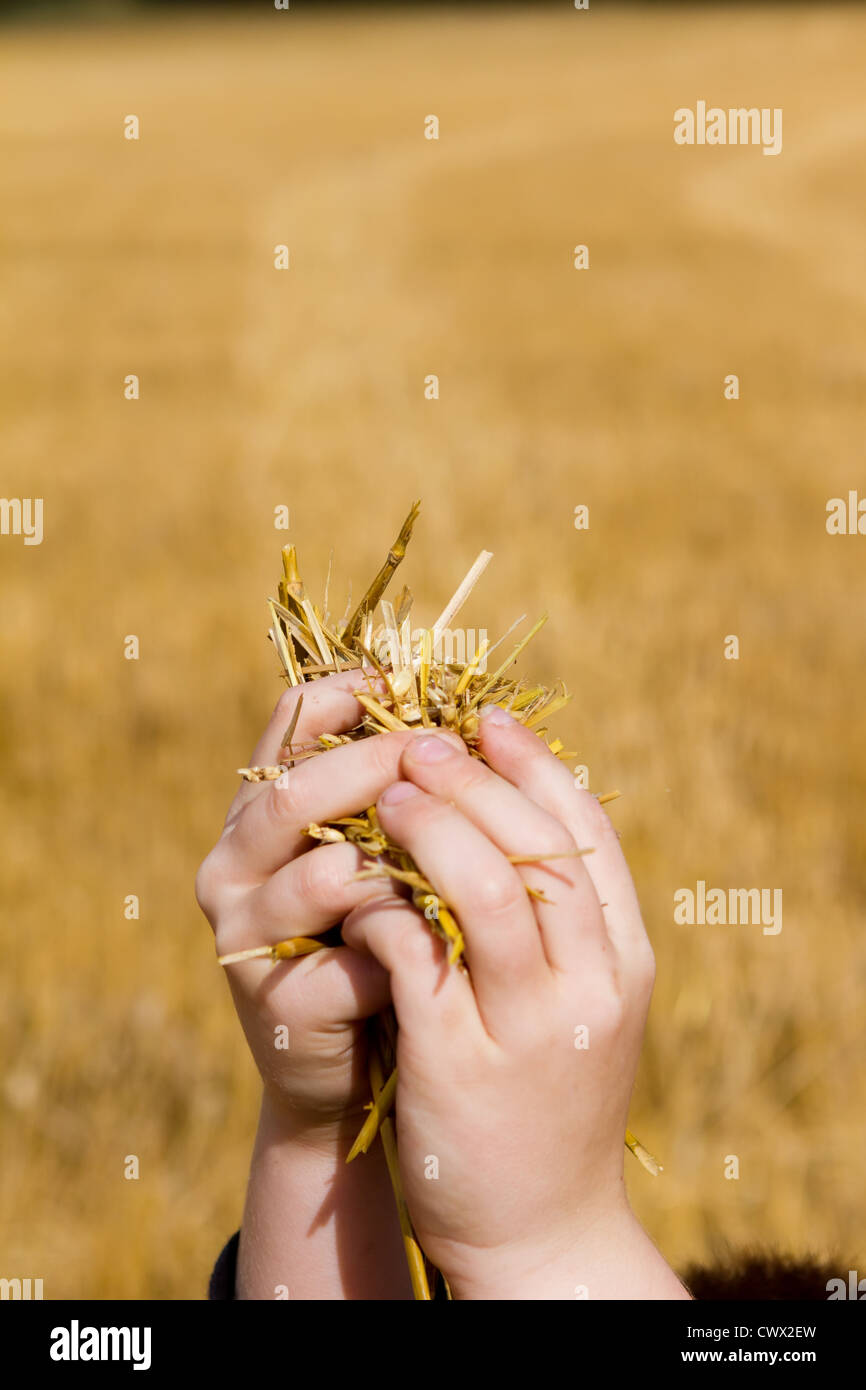 boys hands holding up cut wheat Stock Photo