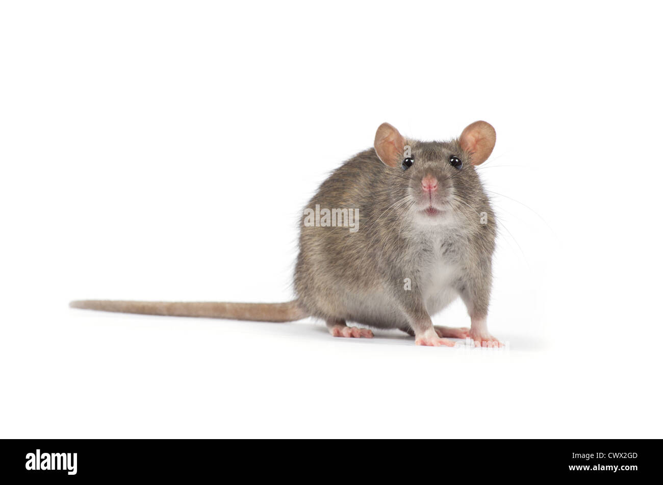 rat isolated on white background Stock Photo - Alamy