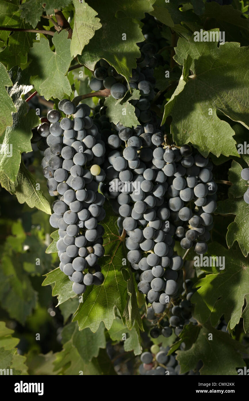 Picture: Steve Race - Ripening Merlot wine grapes in Catalunya, Spain. Stock Photo