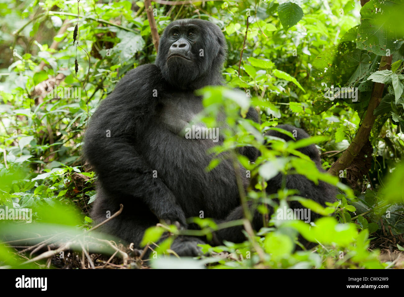 Mountain gorilla (Gorilla beringei beringei), Virunga National Park, DR Congo Stock Photo