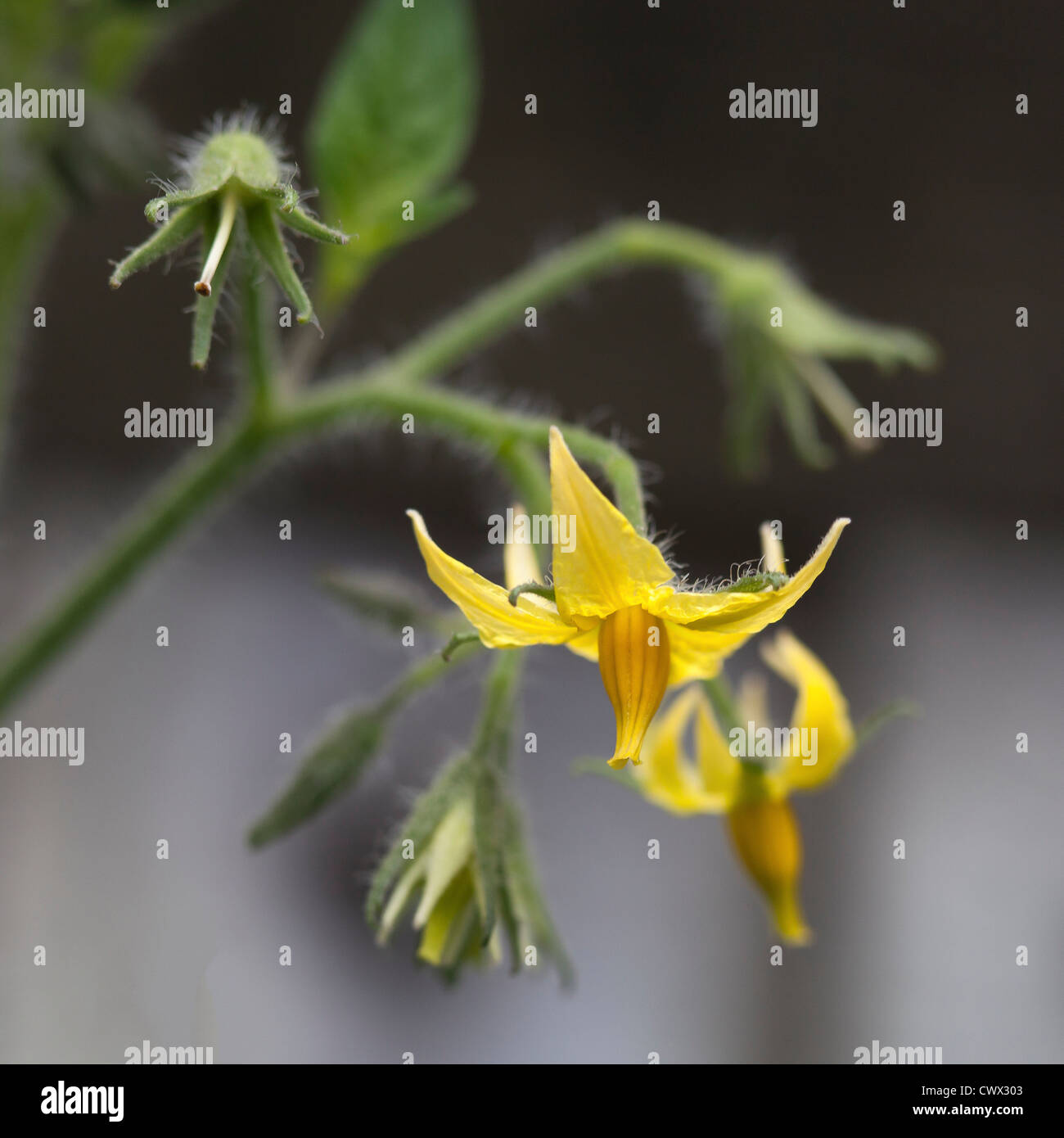 Yellow Tomato flower Stock Photo Alamy