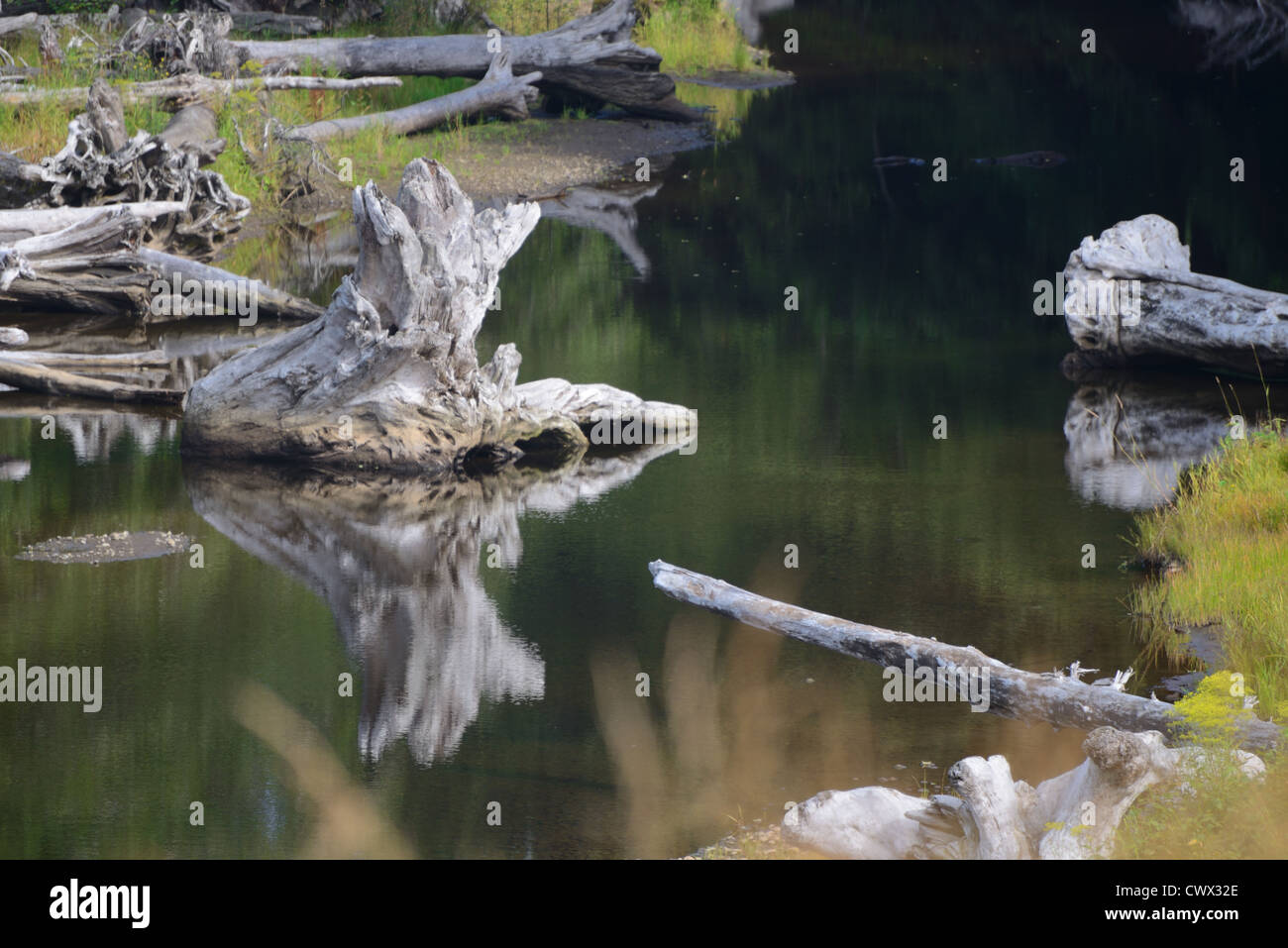 Photograph of a driftwood log with a reflection of itself in the water. Stock Photo