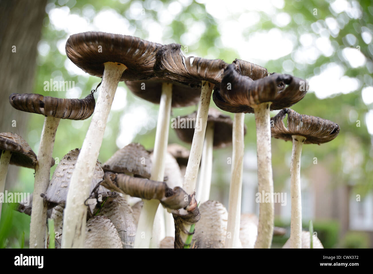 Photograph taken at a low-angle of a mushroom forest. Stock Photo