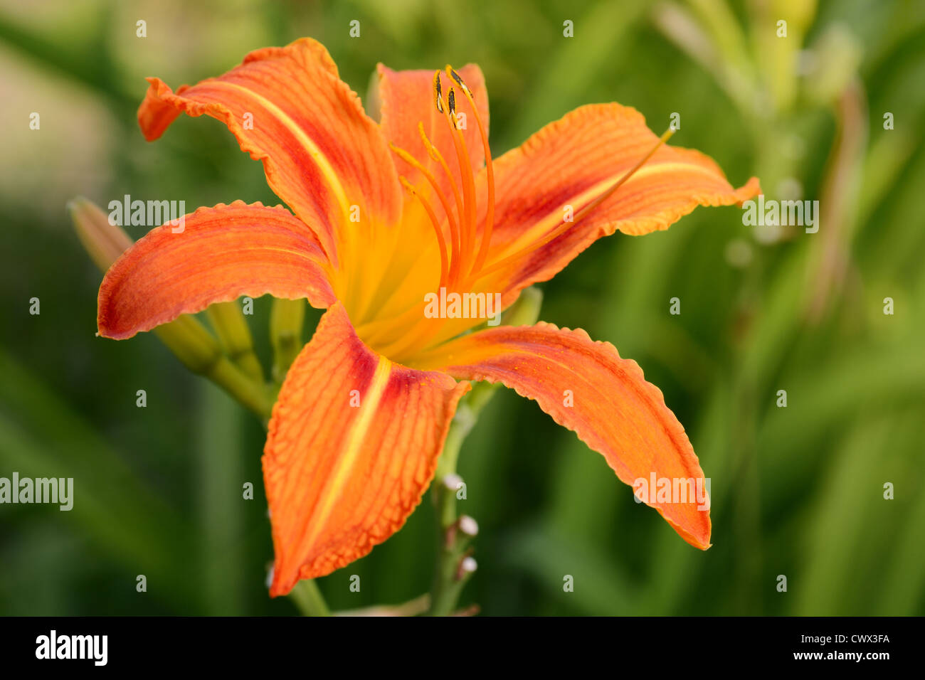 Tiger lily flower hires stock photography and images Alamy