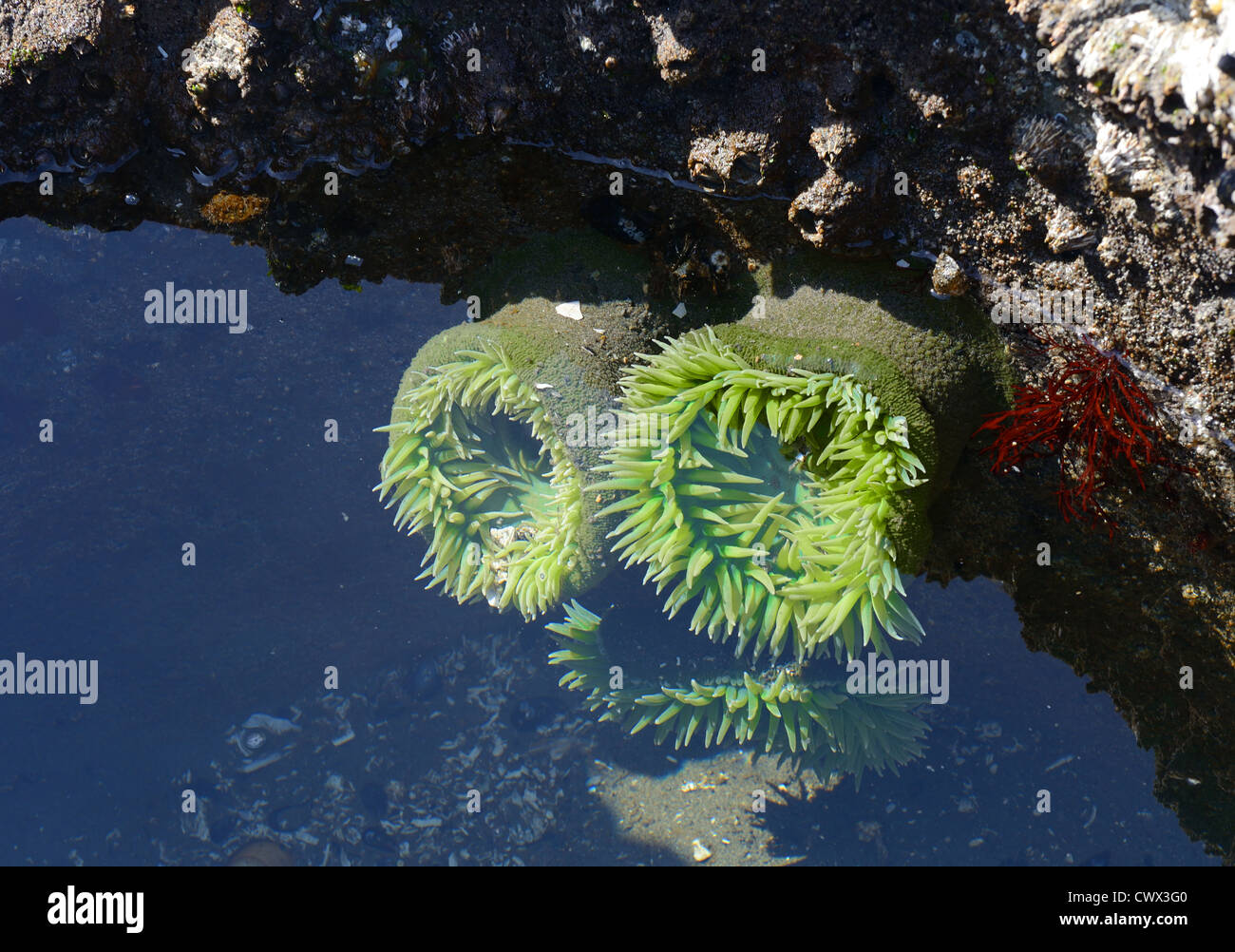 Open green Sea Anemone (Anthopleura xanthogrammica) in a shallow tidal pool. Stock Photo