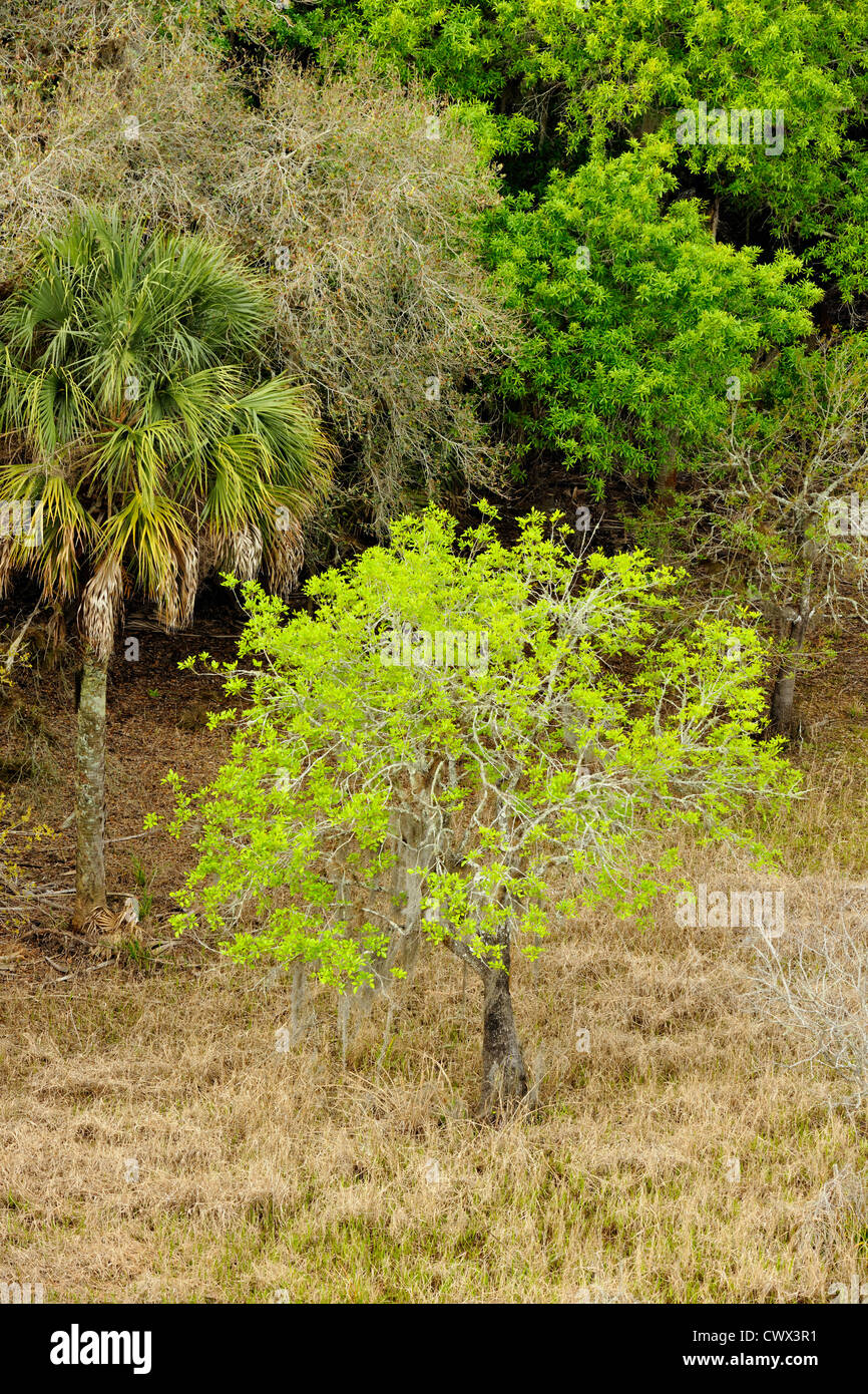 Oak hammock in spring from the Canopy Walk Tower, Myakka River State Park, Florida, USA Stock Photo