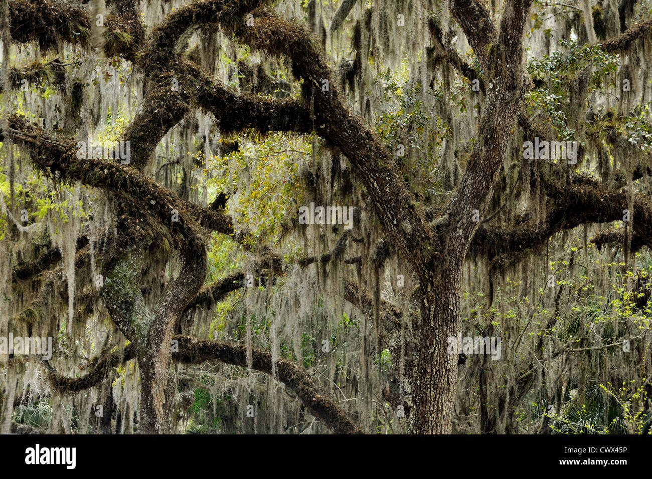 Oak Trees Spanish Moss High Resolution Stock Photography And Images Alamy