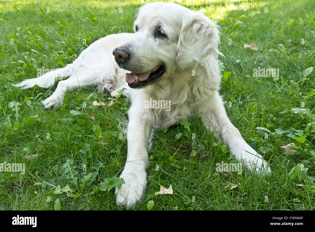 golden retriever dog lying in grass Stock Photo - Alamy