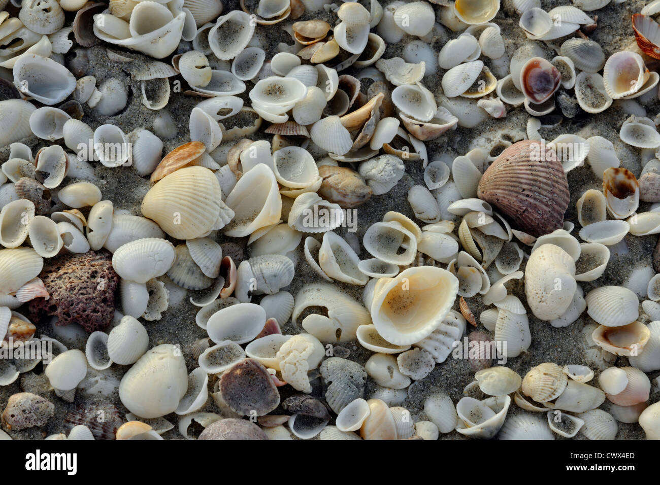Shells on beach, North Jetty and Nokomis Beach, Nokomis, Florida, USA Stock Photo