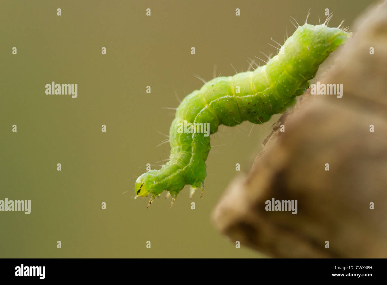 Small White Butterfly Larvae (Caterpillar), Cornwall UK Stock Photo Alamy