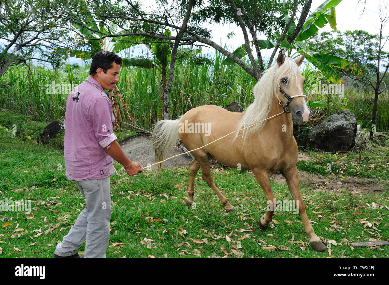 Mors Pour Cheval Paso Fino - Colombien - 10,5 Cm - Neuf