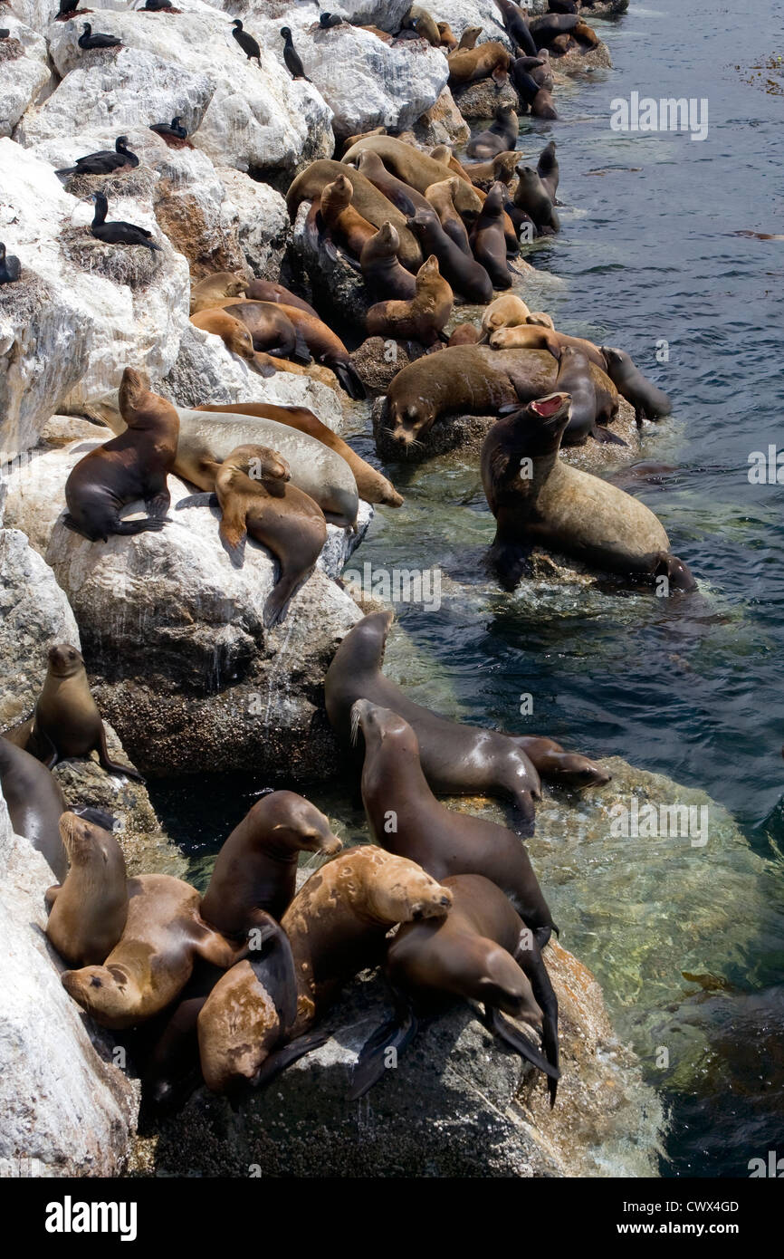 California Sea lion resting on a rock jetty in Monterey Bay, California Stock Photo