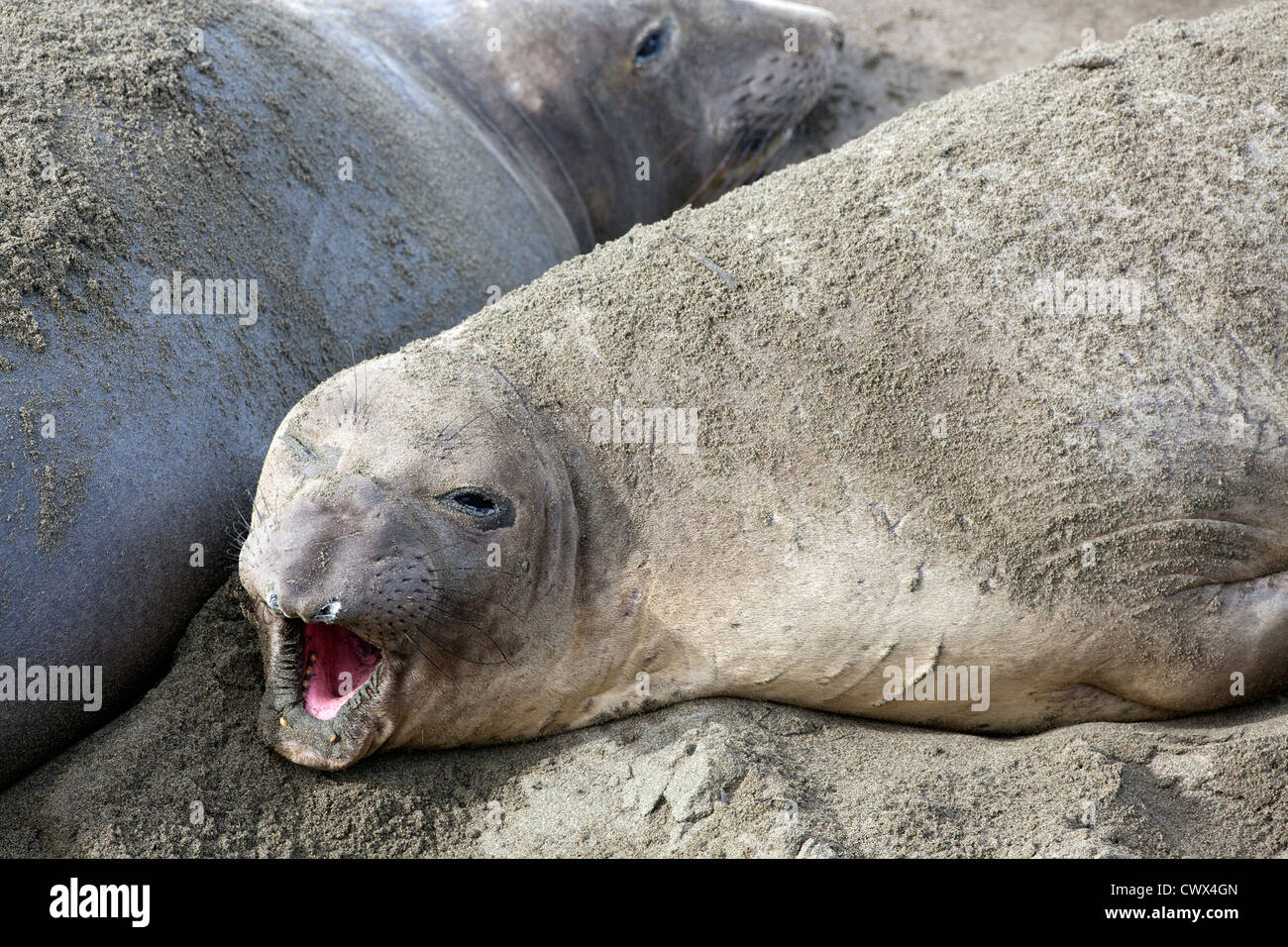 A close up view of a female elephant seal (Mirounga angustirostris) hauled out at a rookery at Piedras Blancas, California. Stock Photo