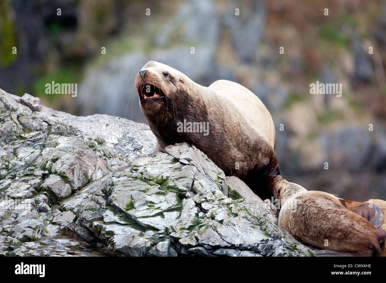 A male Stellar Sea Lion (Eumetopias jubatus) hauled out on rocks in Alaska. Stock Photo