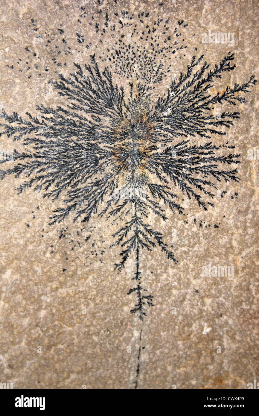 Pyrolusite Dendritic Form. Tree-like Dendrites Of Black Manganese Dioxide Branch Through A Slice Of The Mineral Stock Photo