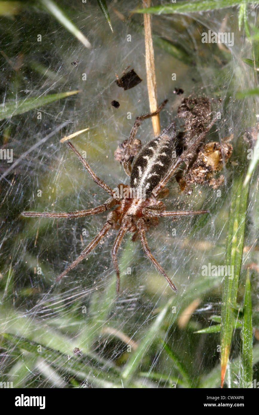 Grass funnel weaver / Labyrinth spider female (Agelena labyrinthica: Agelenidae) on her sheet web UK Stock Photo