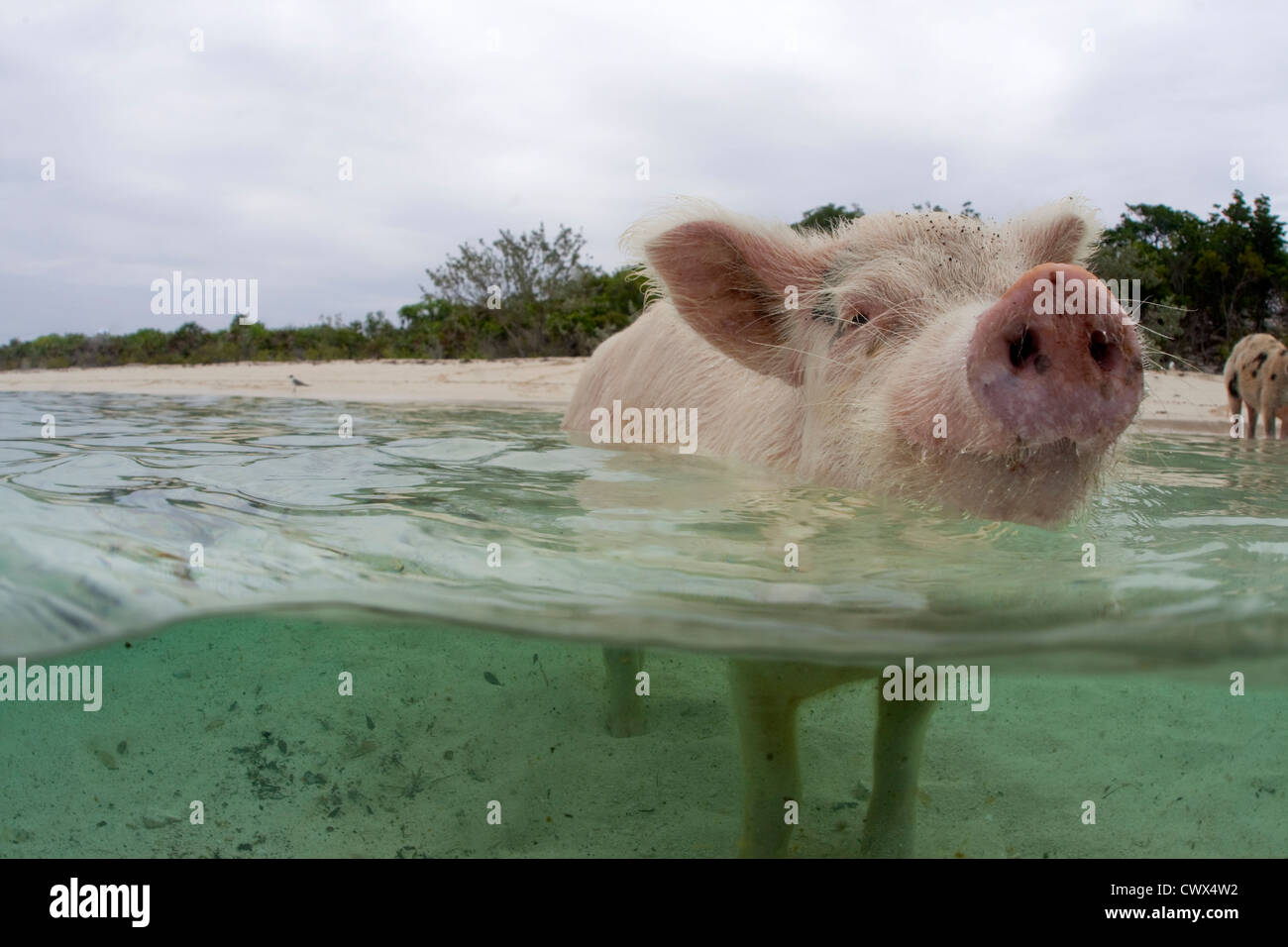 Tropical pig hires stock photography and images Alamy
