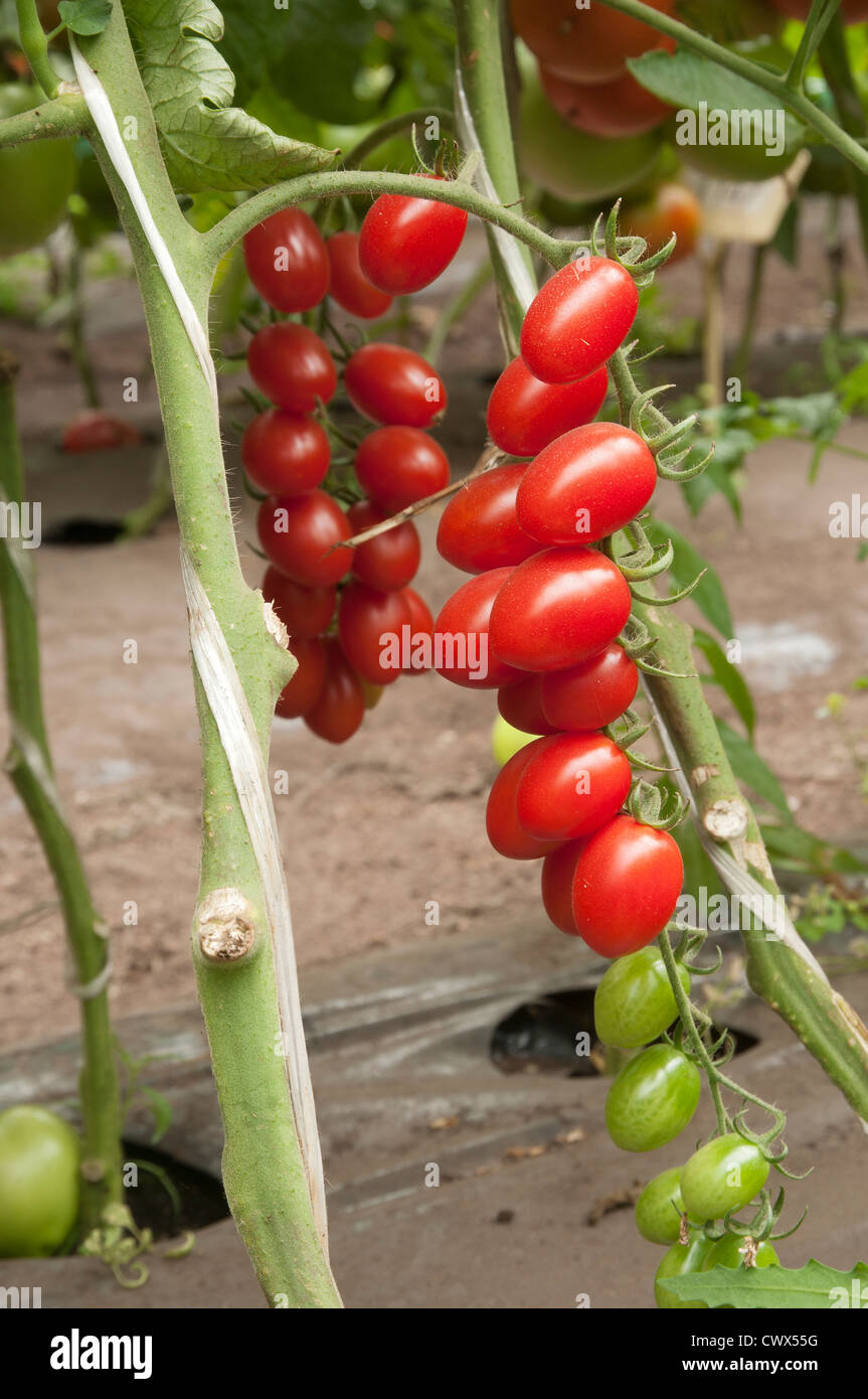 Red tomatoes in a greenhouse ready for harvesting Stock Photo - Alamy