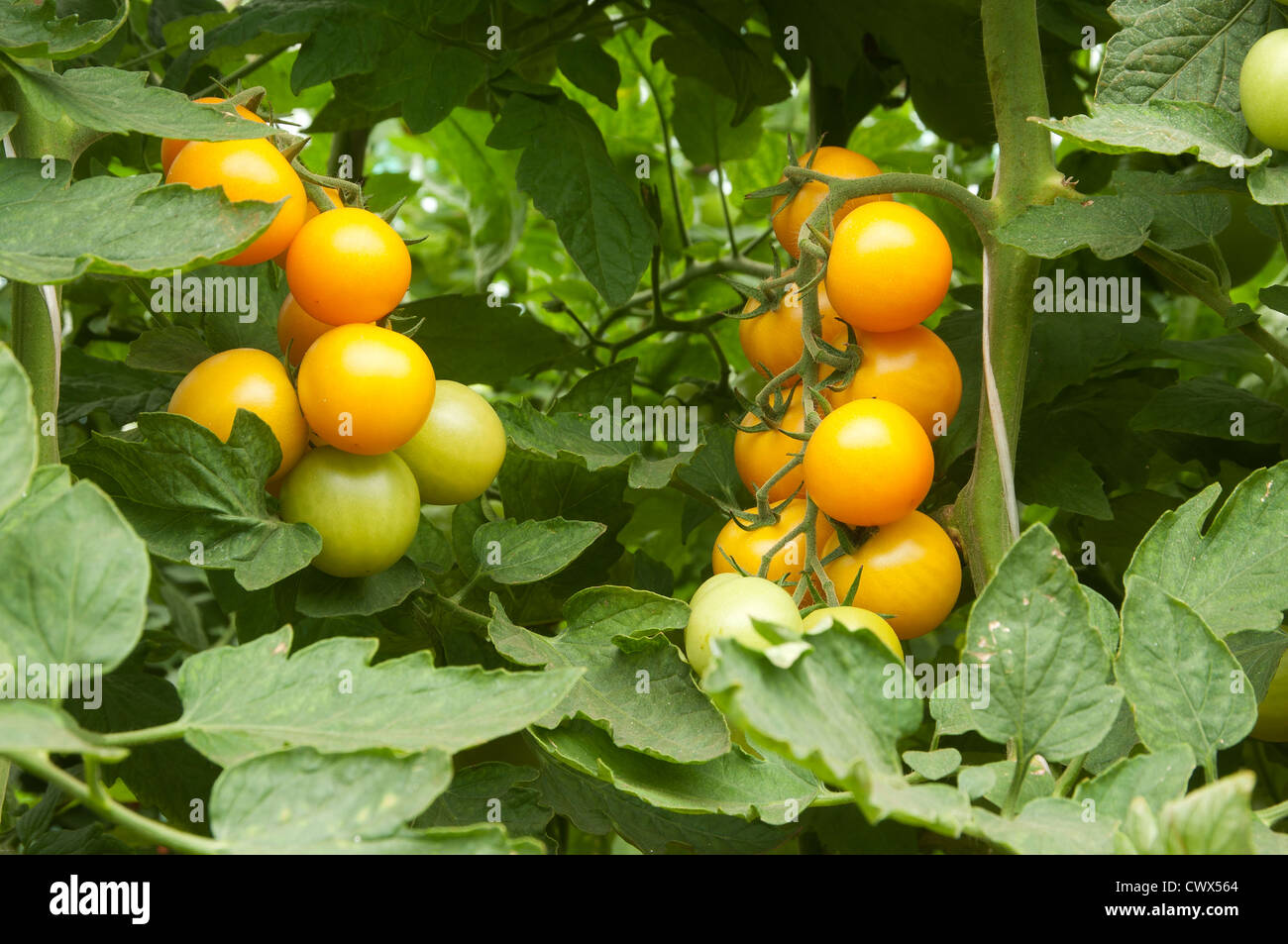 Yellow tomatoes in a greenhouse ready for harvesting Stock Photo - Alamy