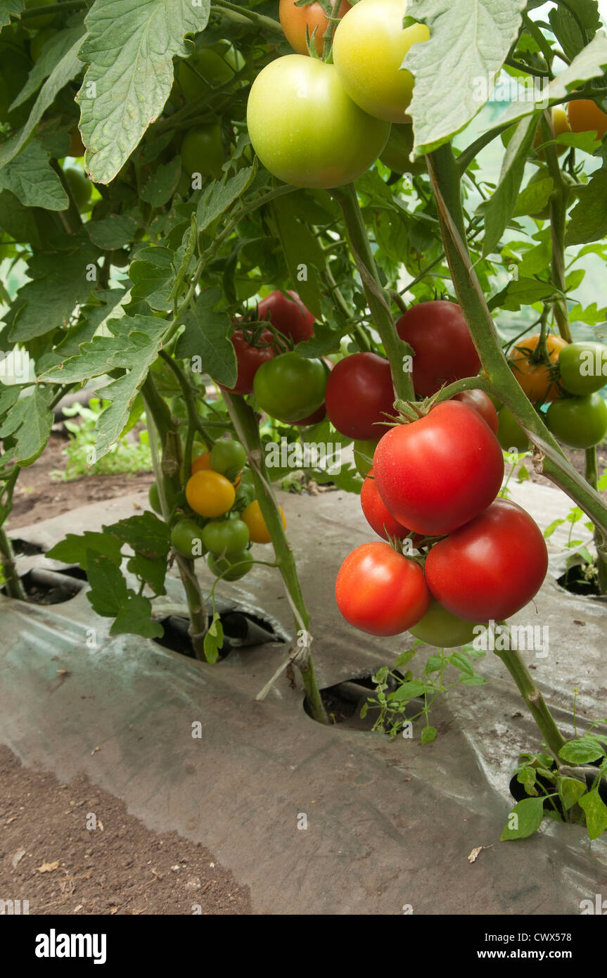 Red tomatoes in a greenhouse ready for harvesting Stock Photo - Alamy