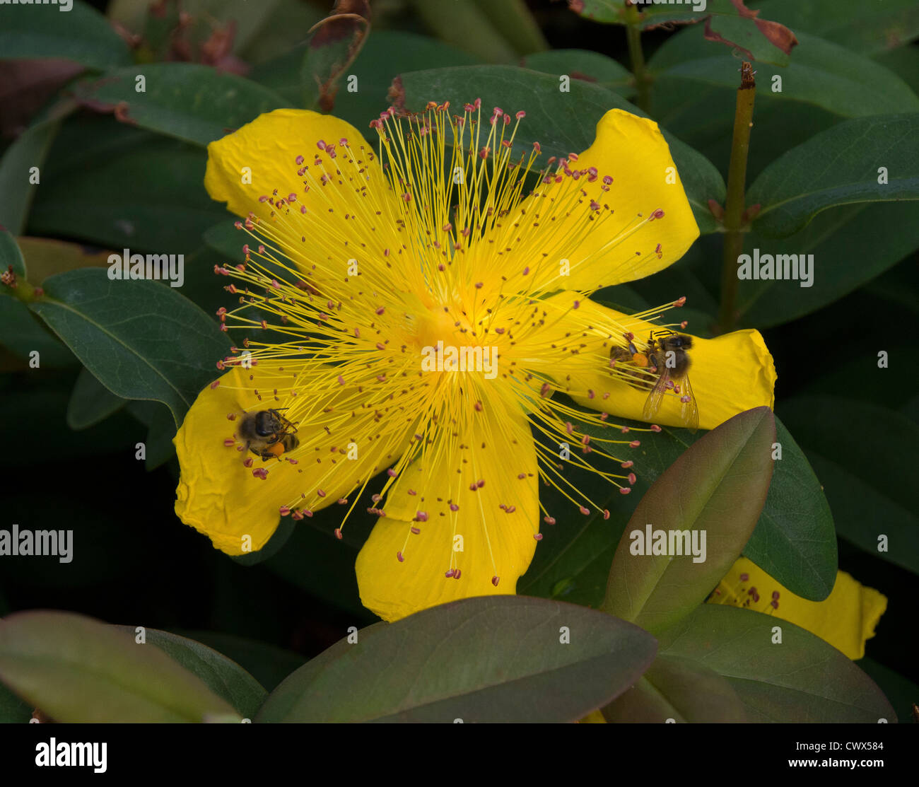 Two busy bees in St. John's wort Stock Photo Alamy