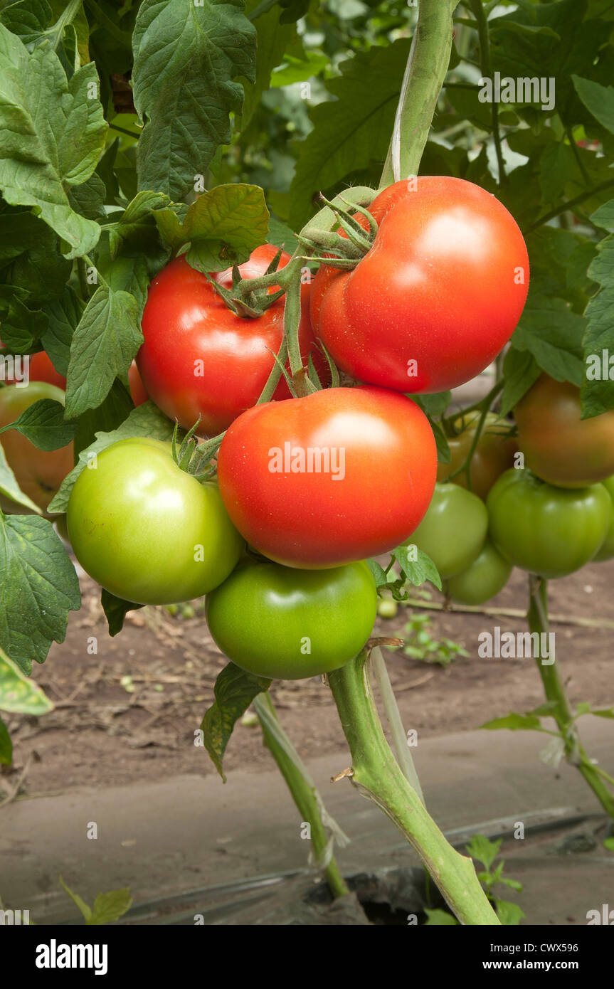 Red tomatoes in a greenhouse ready for harvesting Stock Photo - Alamy