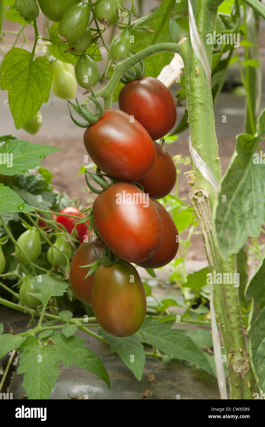 Red tomatoes in a greenhouse ready for harvesting Stock Photo - Alamy